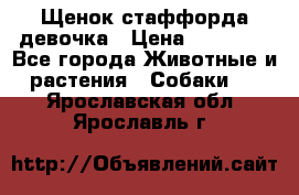 Щенок стаффорда девочка › Цена ­ 20 000 - Все города Животные и растения » Собаки   . Ярославская обл.,Ярославль г.